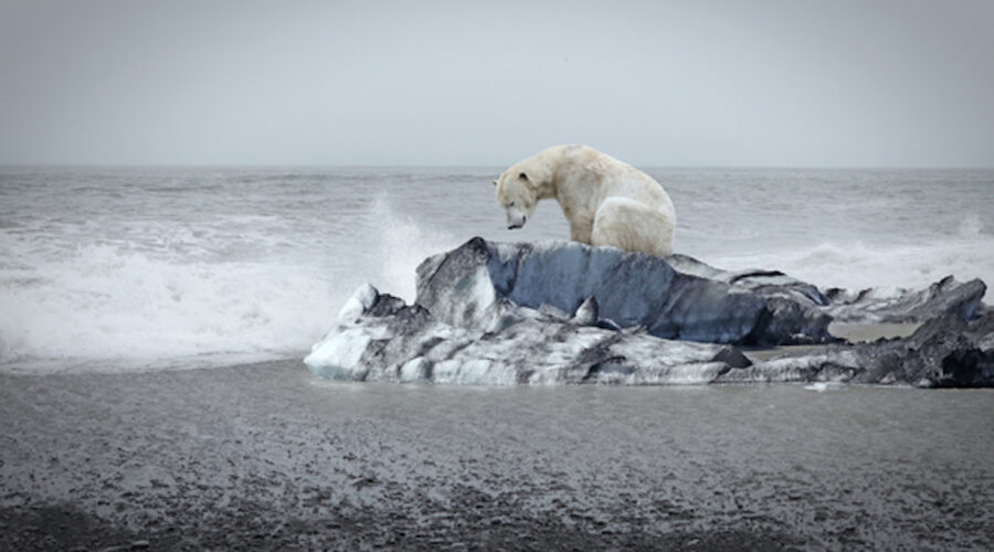 iStock-Polar-bear-on-iceberg-580x358