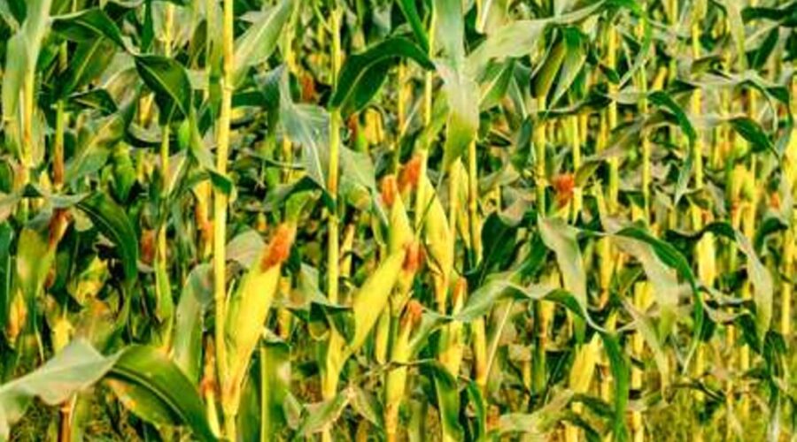 m-aize-farm