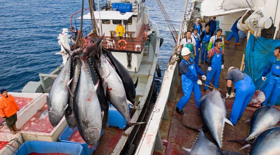 overfishing_shutterstock_zaferkizilkaya